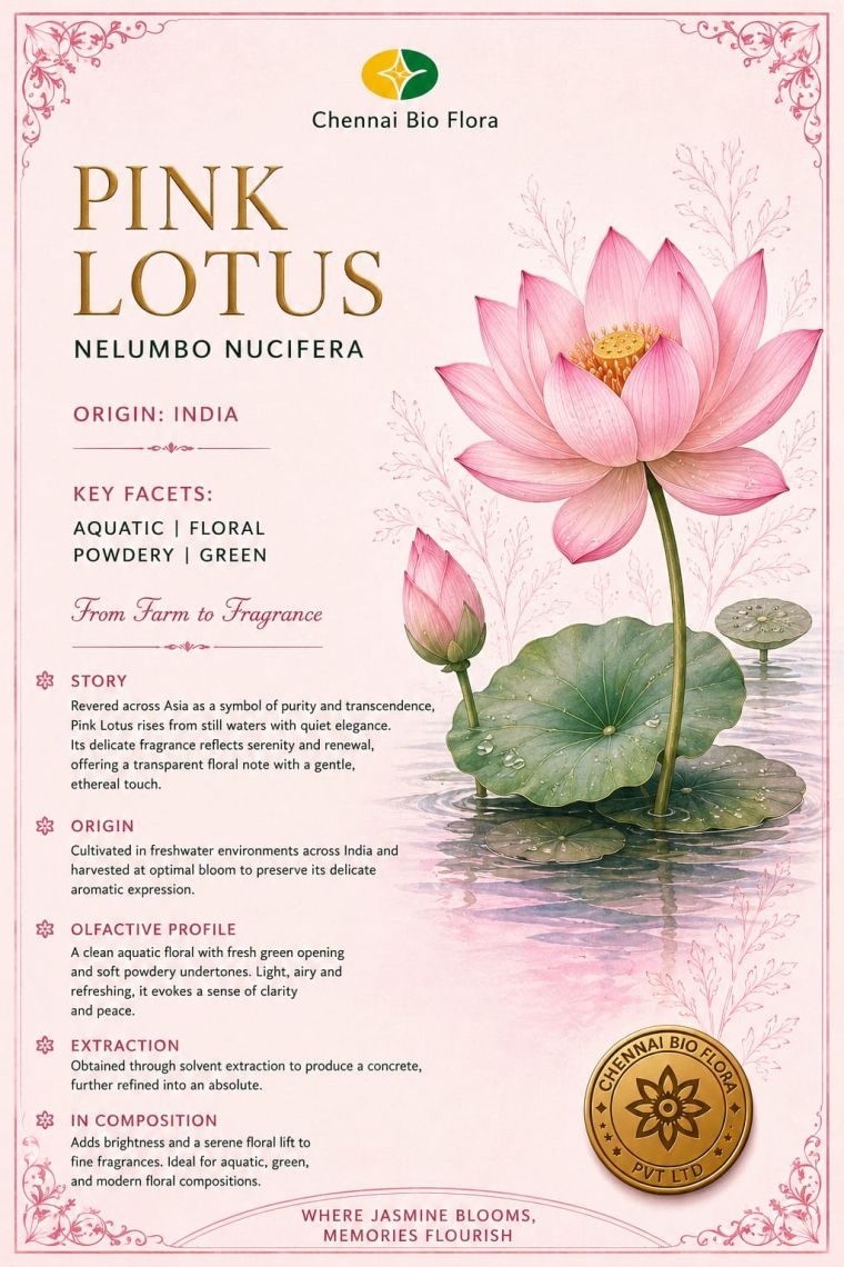 Pink Lotus botanical profile