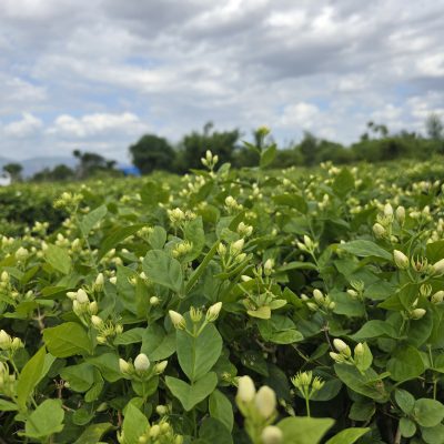 jasmine fields