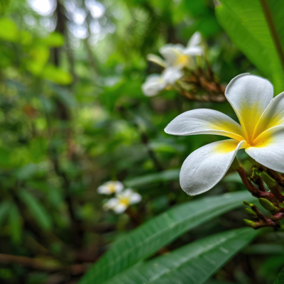 Plumeria alba